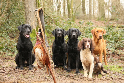 Petworth West Sussex picking up gundogs. Fully trained labs and spaniels