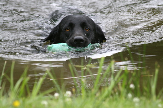 Black labrador retrieving in water, Petworth, Gundog training