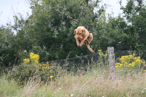 Gun dog jumping fence, Gundog training West Sussex, Pulborough, Haslemere, Petworth