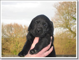 Gundog training, Puppy training classes, Pulborough, Billingshurst, Haslemere, Black Labrador Puppy, Petworth, West Sussex