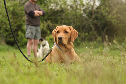 Trainthatdog, Petworth, dark yellow labrador, gundog and obedience training Pulborough
